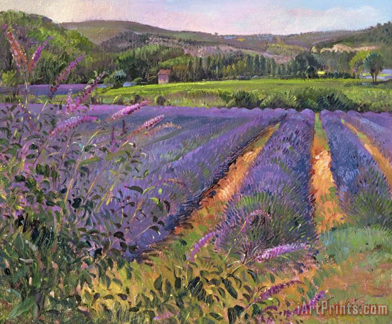 Timothy Easton Buddleia And Lavender Field Montclus Art Print