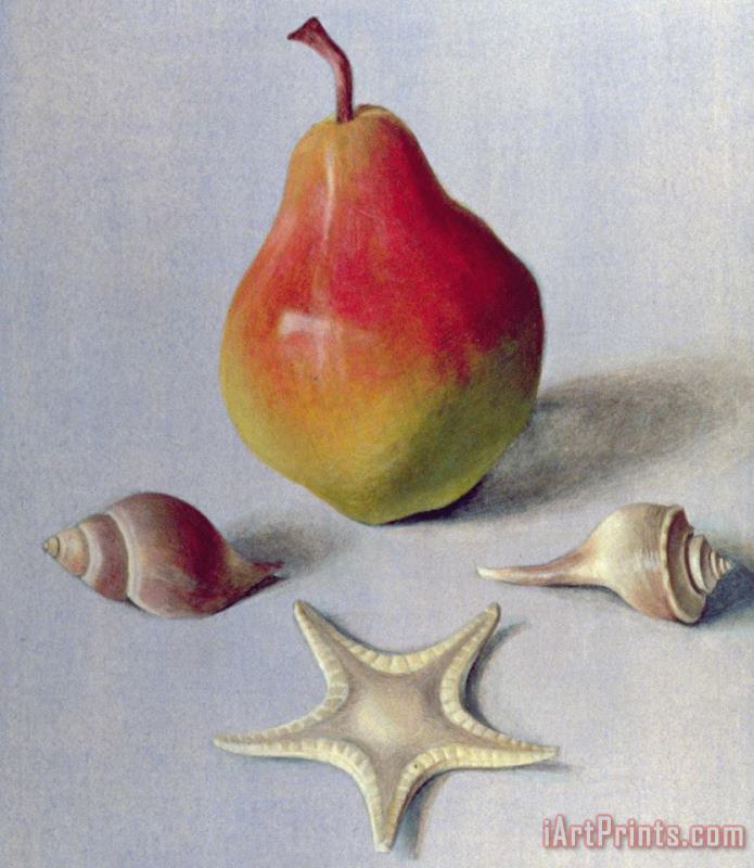 Tomar Levine Pear And Shells Art Painting