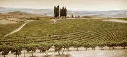 Trevor Neal Tree Circle - Tuscany painting