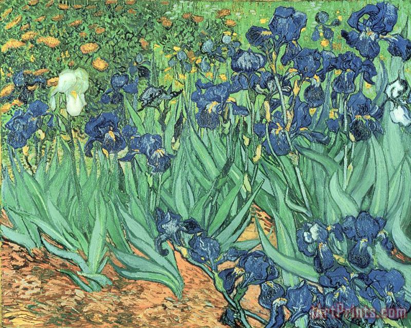 Irises painting - Vincent Van Gogh Irises Art Print