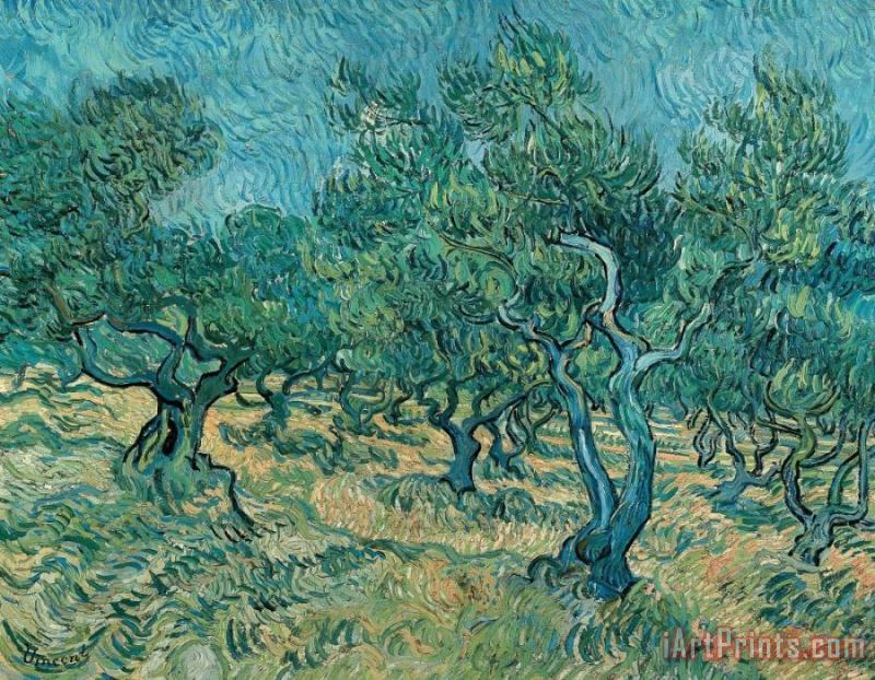 Vincent van Gogh The Olive Grove Art Print