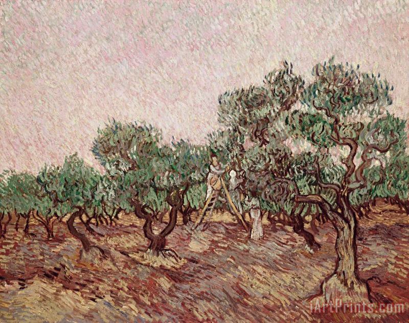 Vincent van Gogh The Olive Pickers Art Painting