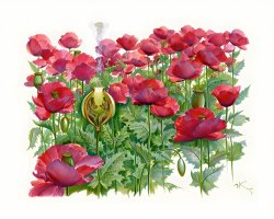 Vladimir Kush Opium Lovers