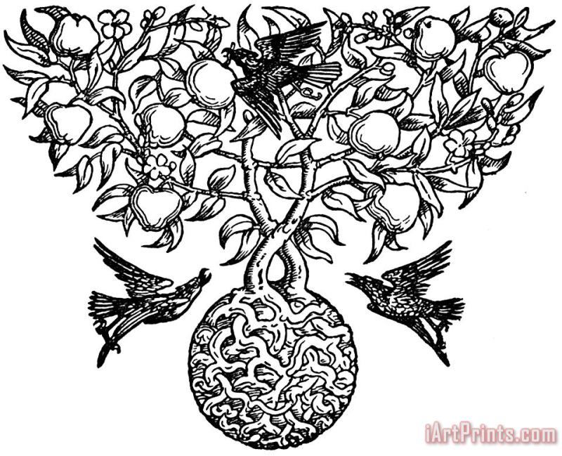 Birds And Fruit Tree Engraving painting - Walter Crane Birds And Fruit Tree Engraving Art Print