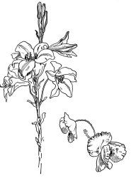 Walter Crane Lily And Poppy Flower Line Drawing