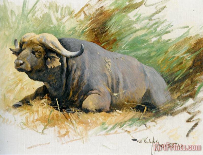 Studie Eines Kafferbuffels painting - Wilhelm Kuhnert Studie Eines Kafferbuffels Art Print
