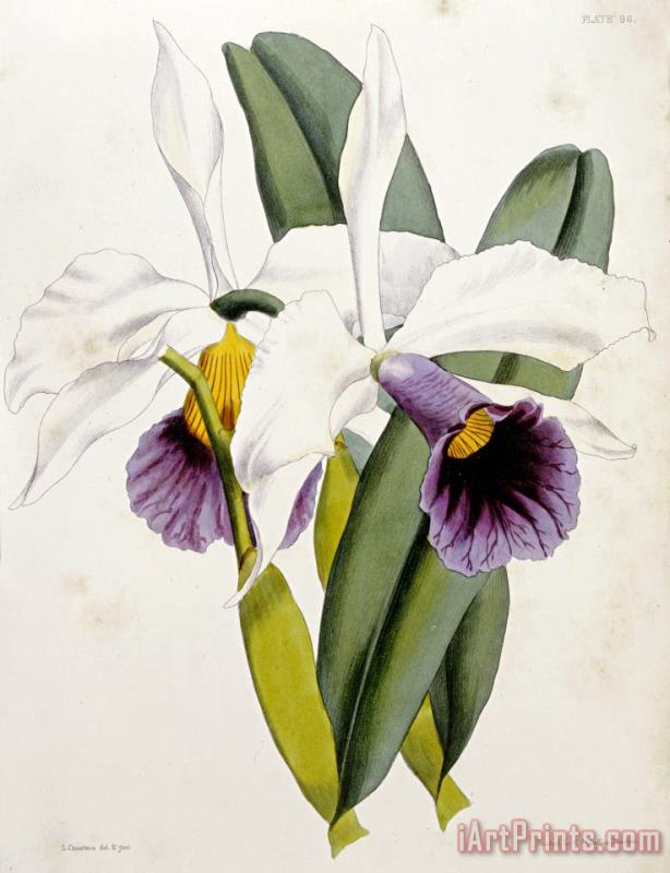 William Curtis Lily Art Painting