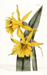 William Curtis Narcissi