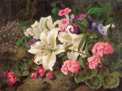 William Ford  Golden-rayed lily of Japan