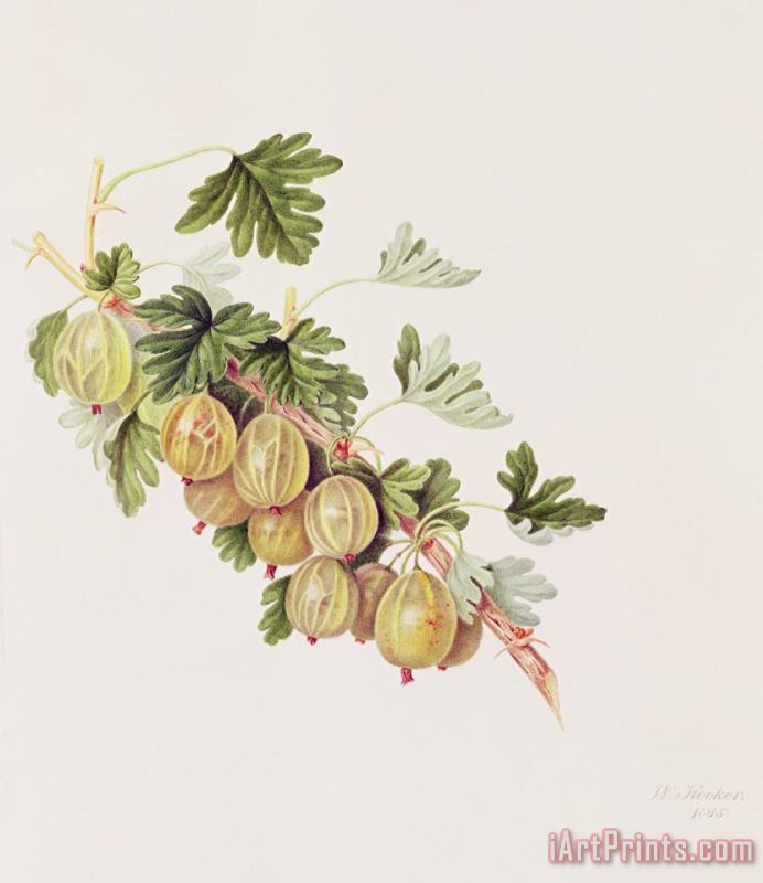 Green Gooseberry painting - William Hooker Green Gooseberry Art Print