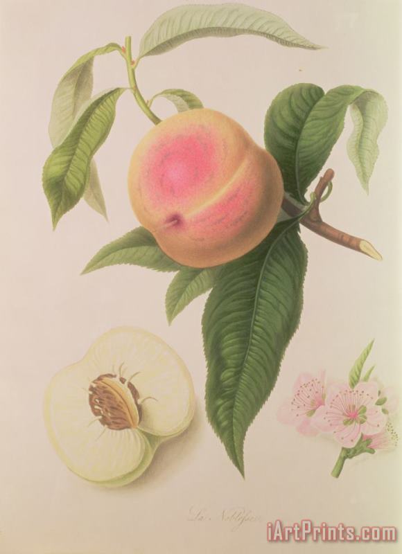 William Hooker Noblesse Peach Art Painting