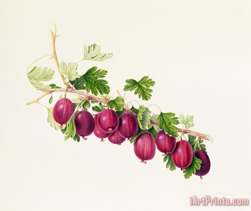 William Hooker Purple Gooseberry Art Painting