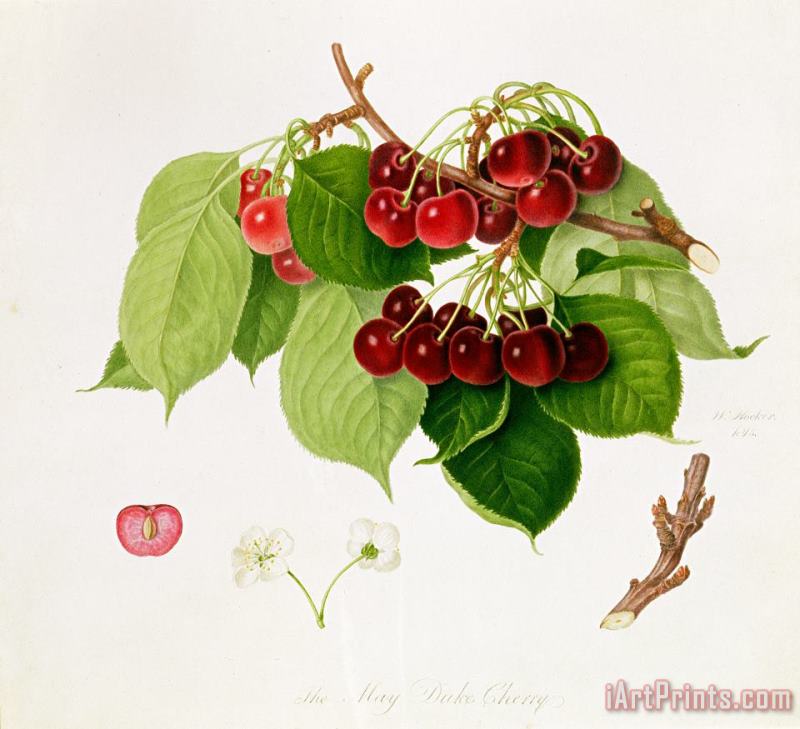 William Hooker The May Duke Cherry Art Painting