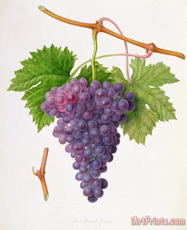 William Hooker The Poonah Grape Art Print