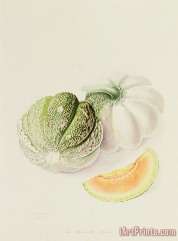 William Hooker The Romana Melon Art Print