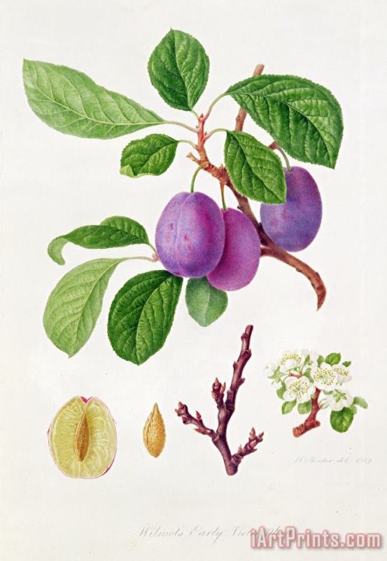 Wilmot's Early Violet Plum painting - William Hooker Wilmot's Early Violet Plum Art Print