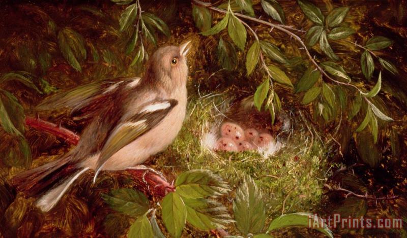 William Hughes A Chaffinch at its Nest Art Print