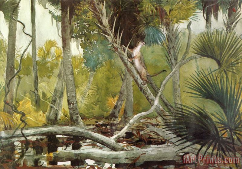 Winslow Homer In The Jungle, Florida Art Print