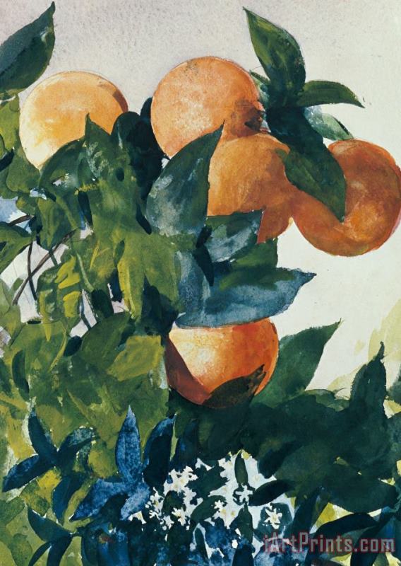 Winslow Homer Oranges on a Branch Art Painting