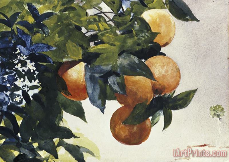 Winslow Homer Oranges on a Branch Art Painting
