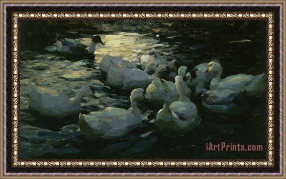 Alexander Koester Enten Im Wasser Framed Print