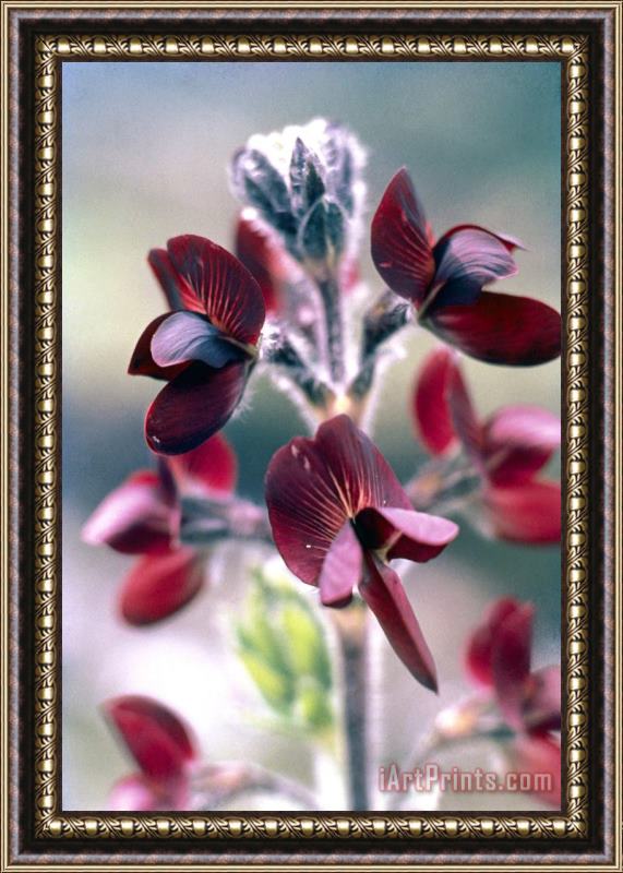 American School Barbed Thermopsis or Black Pea Framed Painting