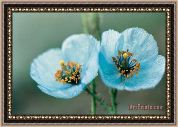 American School Himalayan Blue Poppy Framed Painting