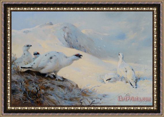 Archibald Thorburn Ptarmigan Calling in The Snow Framed Painting