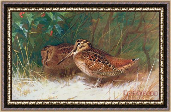 Archibald Thorburn Woodcock in the Undergrowth Framed Print
