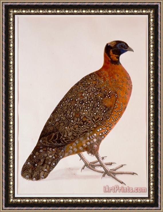 Artist, maker unknown, India Crimson Horned Pheasant (satyr Tragapan) Framed Print