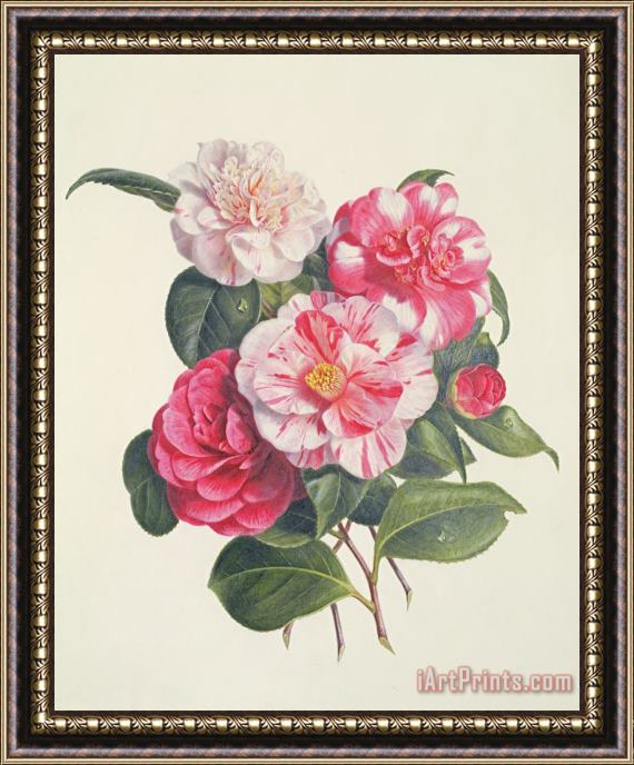 Augusta Innes Withers Camelias Framed Print