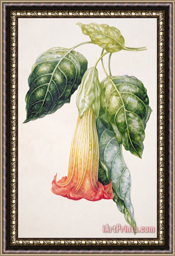 Augusta Innes Withers Thorn Apple Flower From Ecuador Datura Rosei Framed Painting