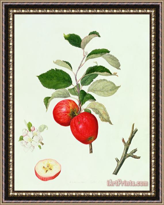 Barbara Cotton The Belle Scarlet Apple Framed Painting