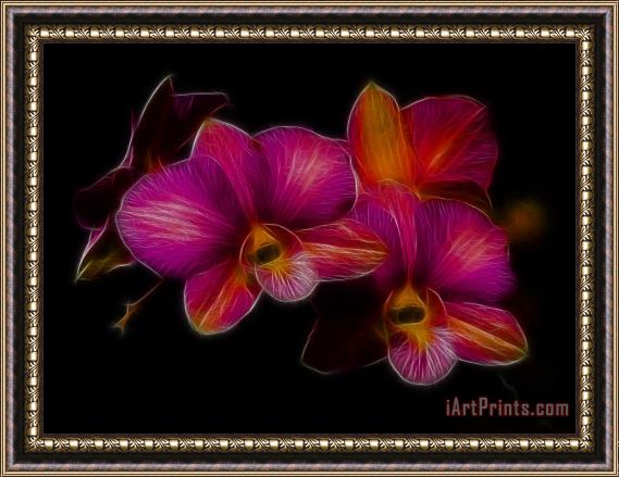 Blair Wainman Delicate Dendrobium Framed Print