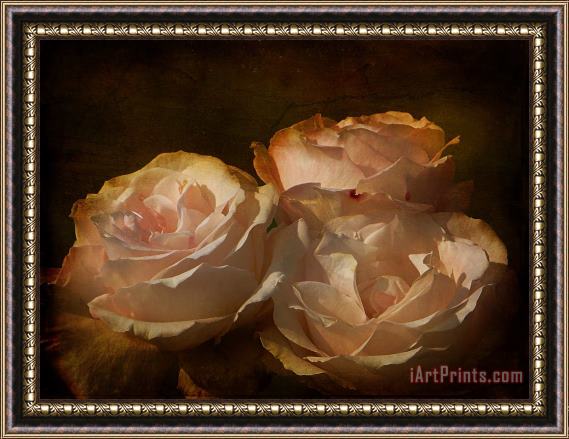 Blair Wainman Vintage Rose Framed Painting
