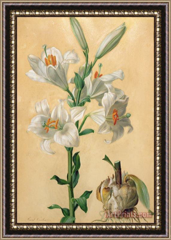 Carl Franz Gruber White Lily Framed Painting