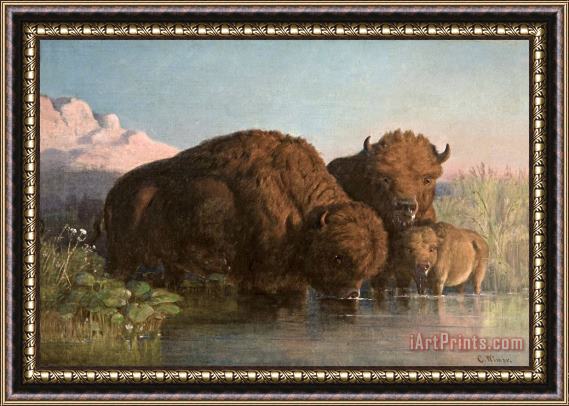 Charles Ferdinand Wimar Buffalo Drinking Framed Painting
