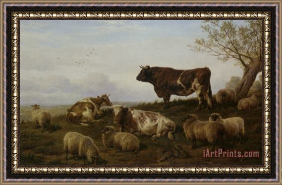Charles Jones Cattle And Sheep Resting Framed Print