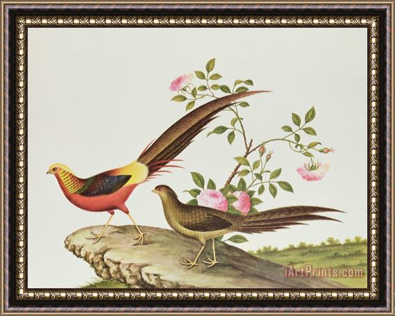 Chinese School A Golden Pheasant Framed Painting