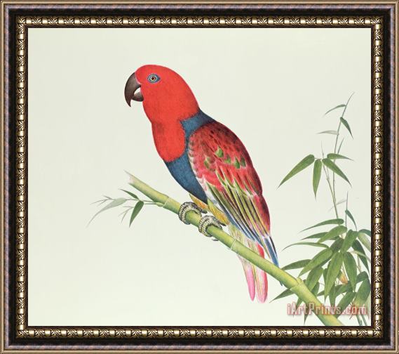Chinese School Electus Parrot On A Bamboo Shoot Framed Painting