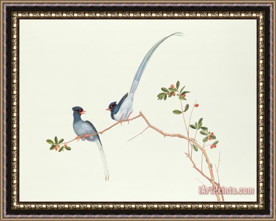Chinese School Red Billed Blue Magpies On A Branch With Red Berries Framed Print