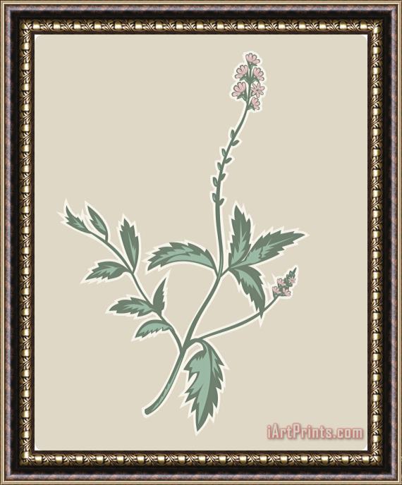Collection 10 Verbena Flowering Plant Framed Painting