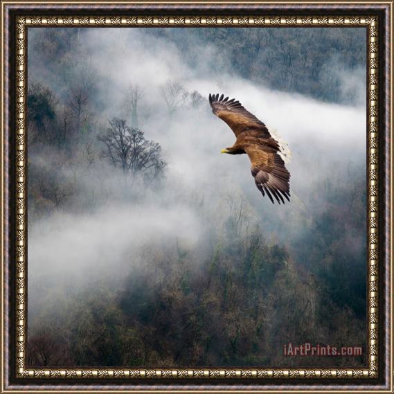 Collection 11 Eagles Dare Framed Painting
