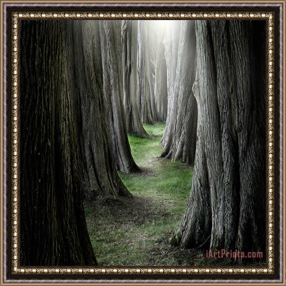 Collection 11 The Pathway Framed Painting