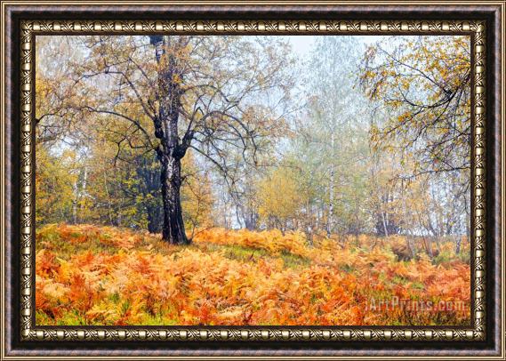 Collection 12 Autumn Dreams Framed Print