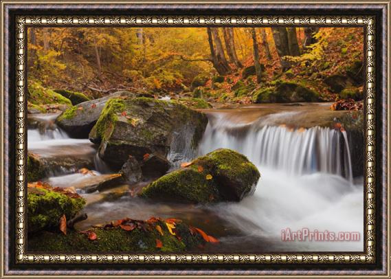 Collection 12 Autumn Forest Framed Print