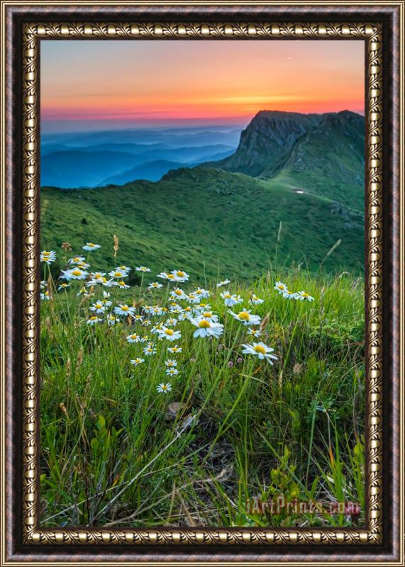Collection 12 Daisies in the Mountyain Framed Print