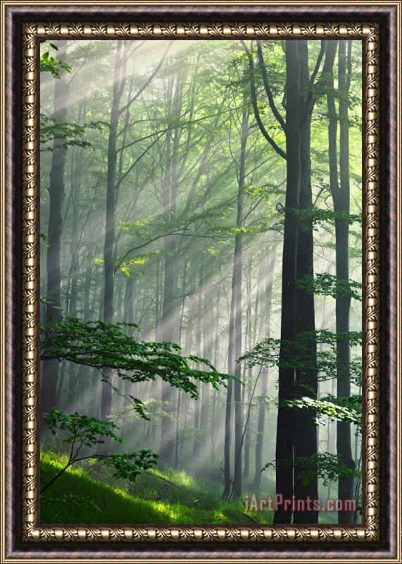 Collection 12 Fleeting Beams Framed Painting