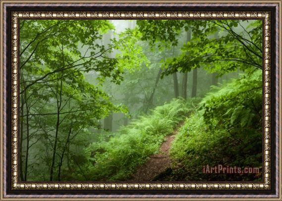 Collection 12 Green Forest Framed Painting