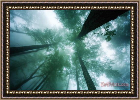 Collection 12 High In the Mist Framed Print